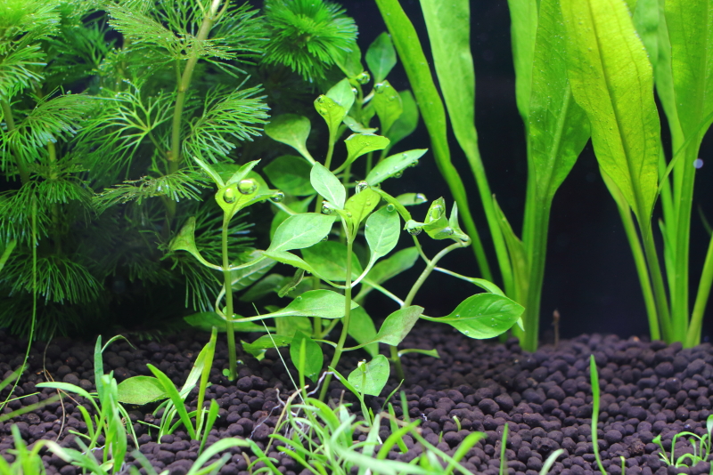 植栽から1日目